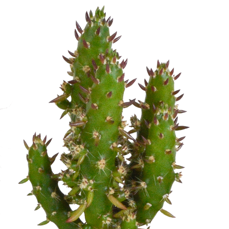 Cactus mix 5,5 cm | 10 stuks - Afbeelding 5