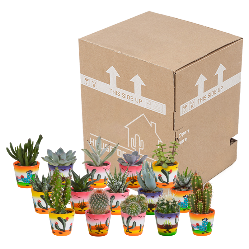 Cactus en vetplanten mix 5,5 cm in Mexicaanse pot | 15 stuks - Afbeelding 3