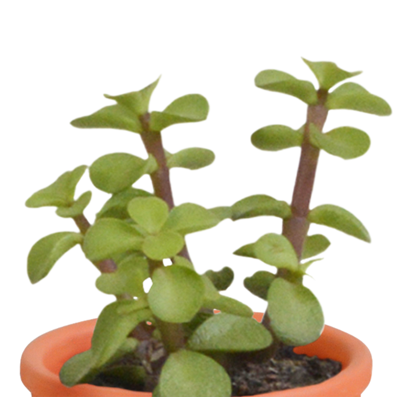 Cactus en vetplanten mix 5,5 cm in Mexicaanse pot | 15 stuks - Afbeelding 4
