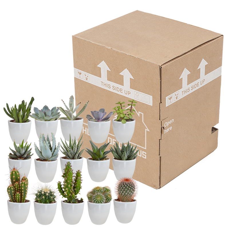Cactus en vetplanten mix 5,5 cm in witte pot | 15 stuks - Afbeelding 3