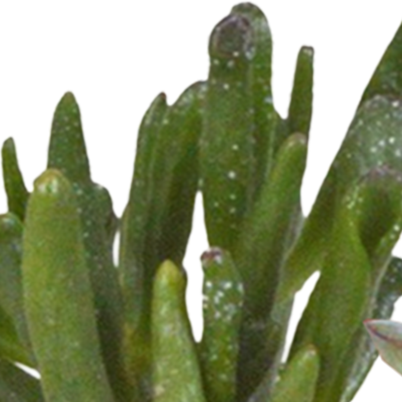 Cactus en vetplanten mix 5,5 cm in witte pot | 15 stuks - Afbeelding 4