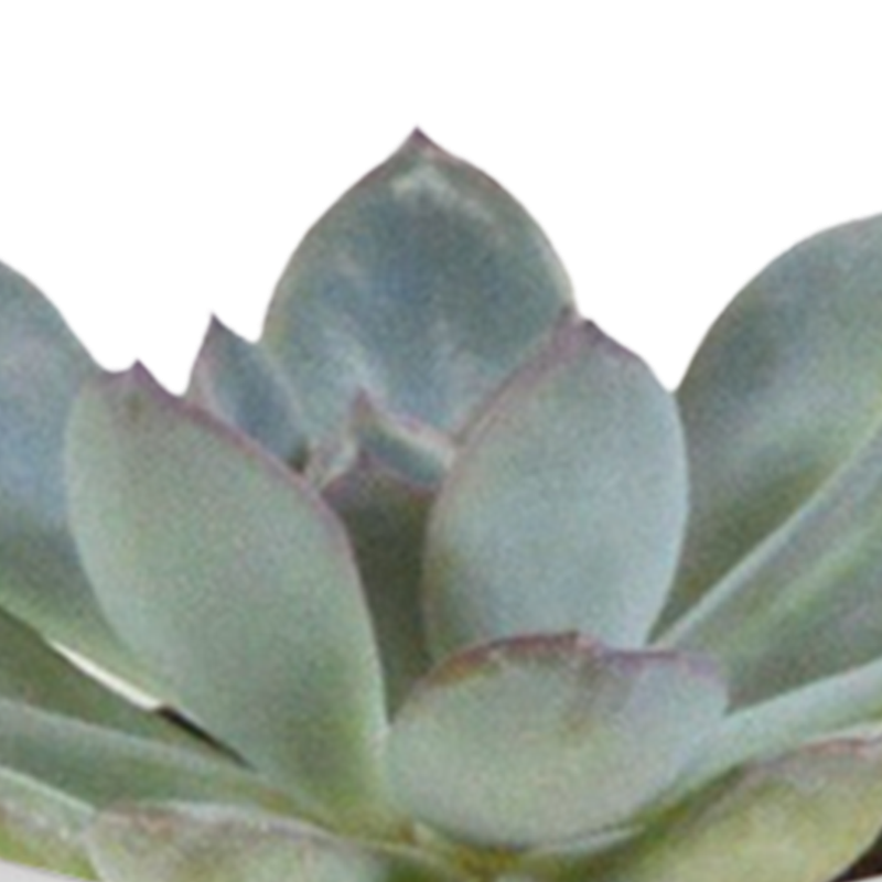 Cactus en vetplanten mix 5,5 cm in witte pot | 15 stuks - Afbeelding 5