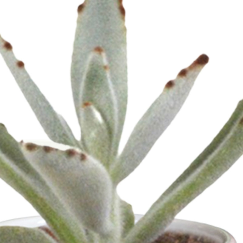 Cactus en vetplanten mix 5,5 cm in witte pot | 15 stuks - Afbeelding 6