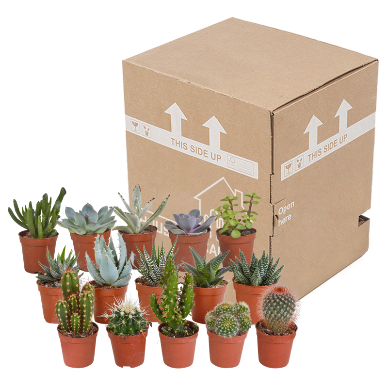 Cactus en vetplanten mix 5,5 cm | 15 stuks - Afbeelding 3