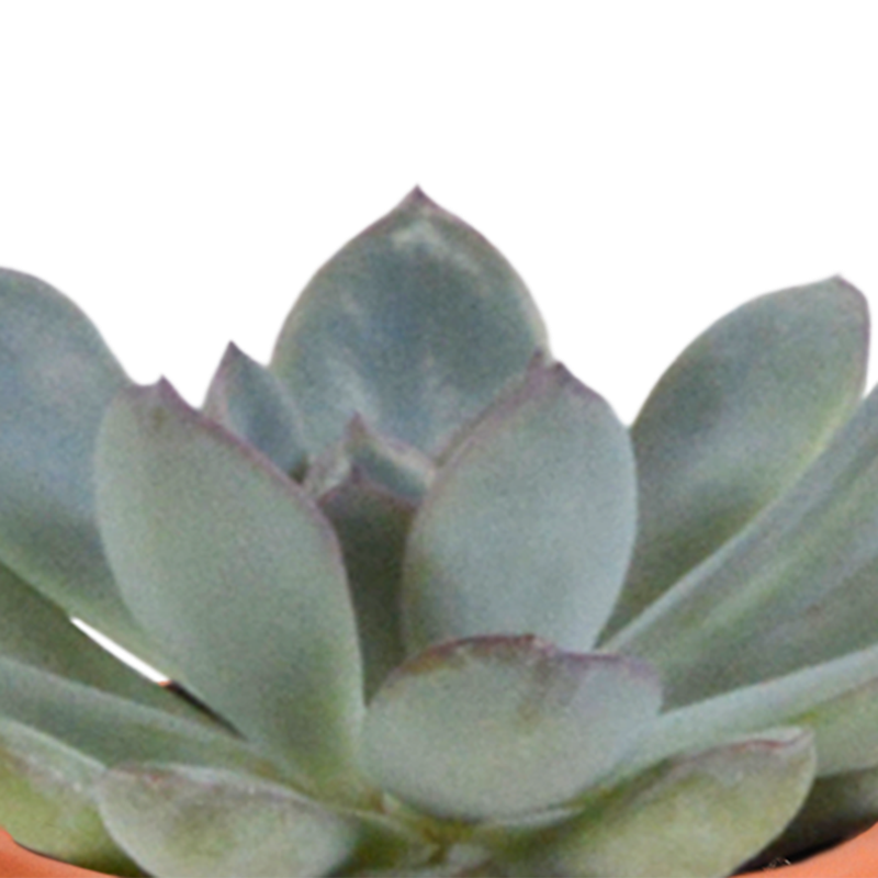 Cactus en vetplanten mix 5,5 cm | 15 stuks - Afbeelding 4