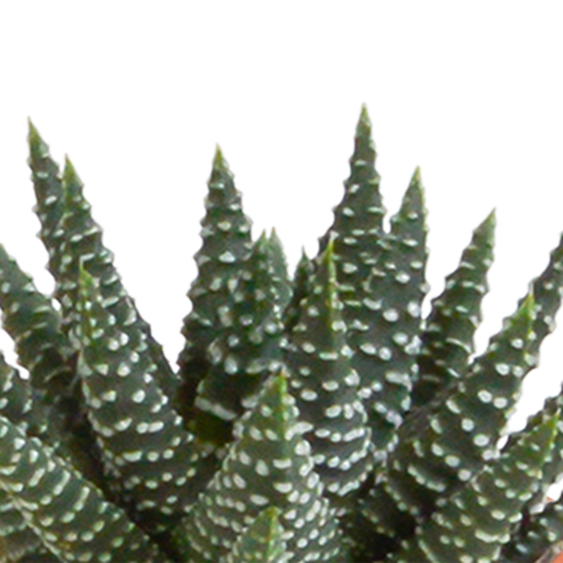 Cactus en vetplanten mix 5,5 cm | 15 stuks - Afbeelding 6