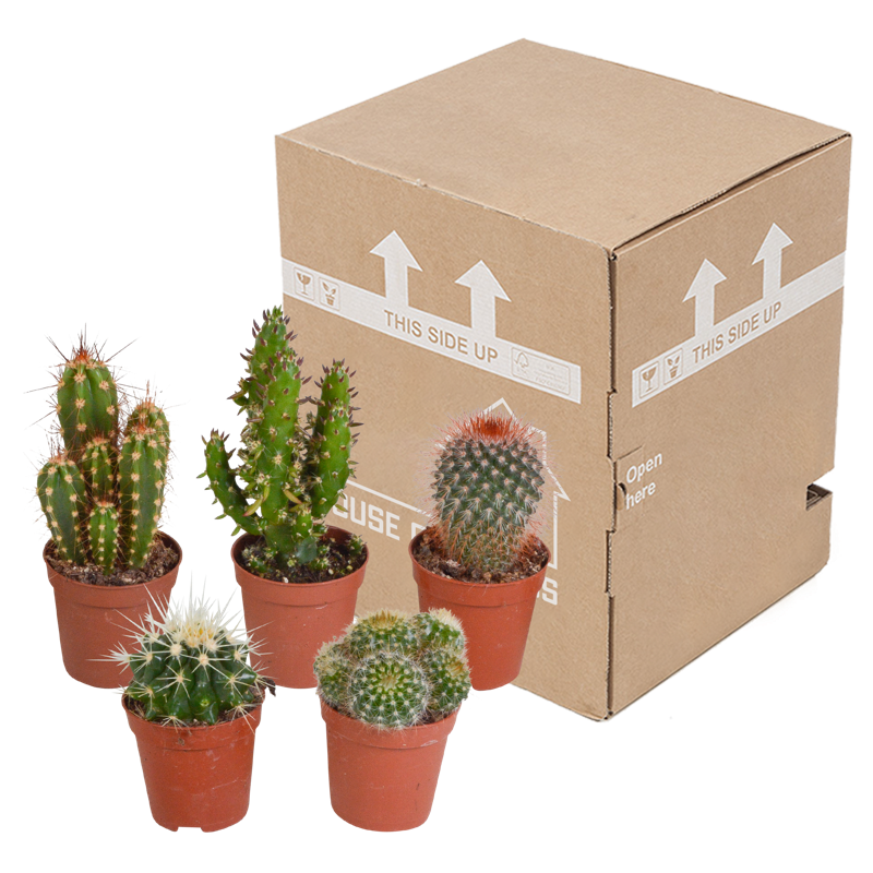 Cactus mix 5,5 cm | 5 stuks - Afbeelding 3