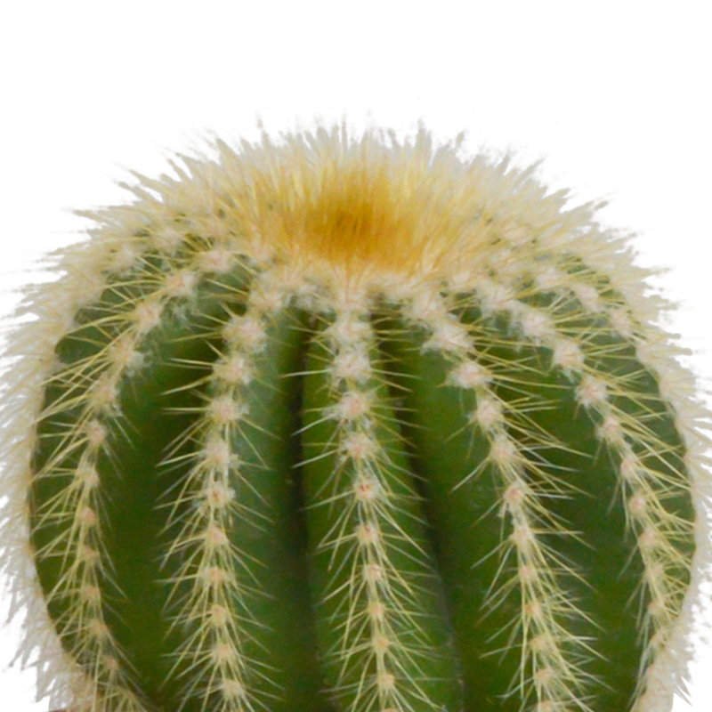Cactus mix 8,5 cm in witte pot | 3 stuks - Afbeelding 5
