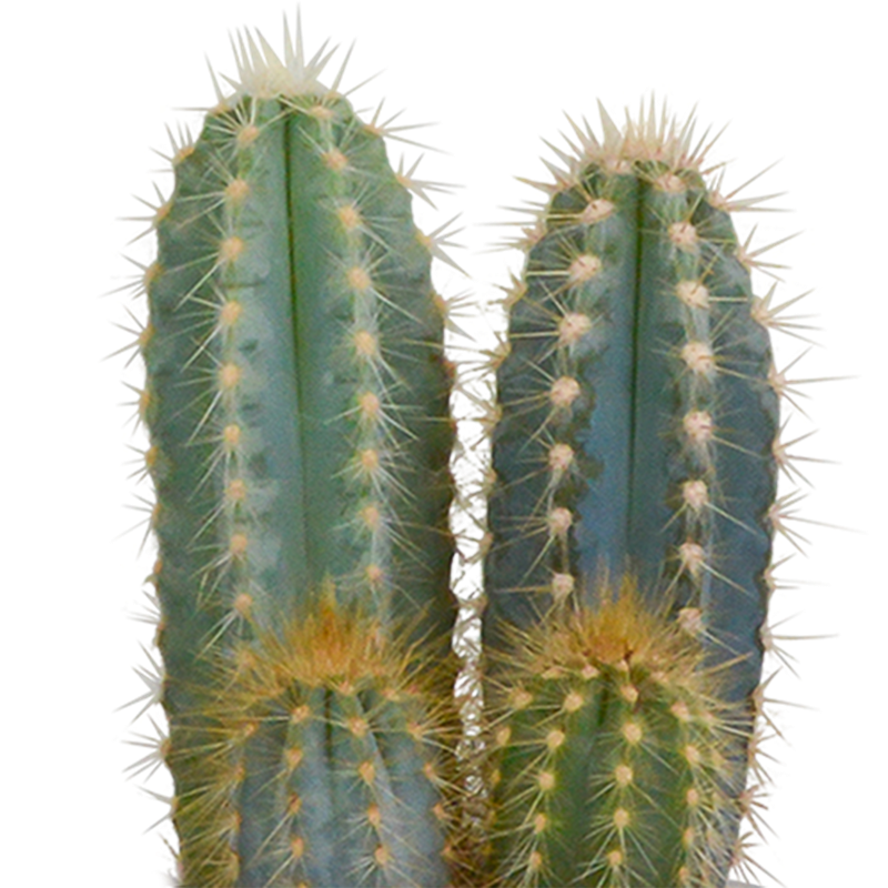 Cactus mix 8,5 cm in witte pot | 3 stuks - Afbeelding 6