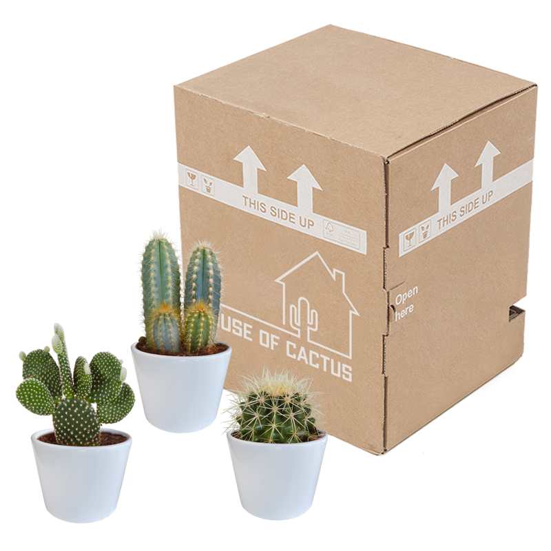 Cactus mix 10,5 cm in witte pot | 3 stuks - Afbeelding 3