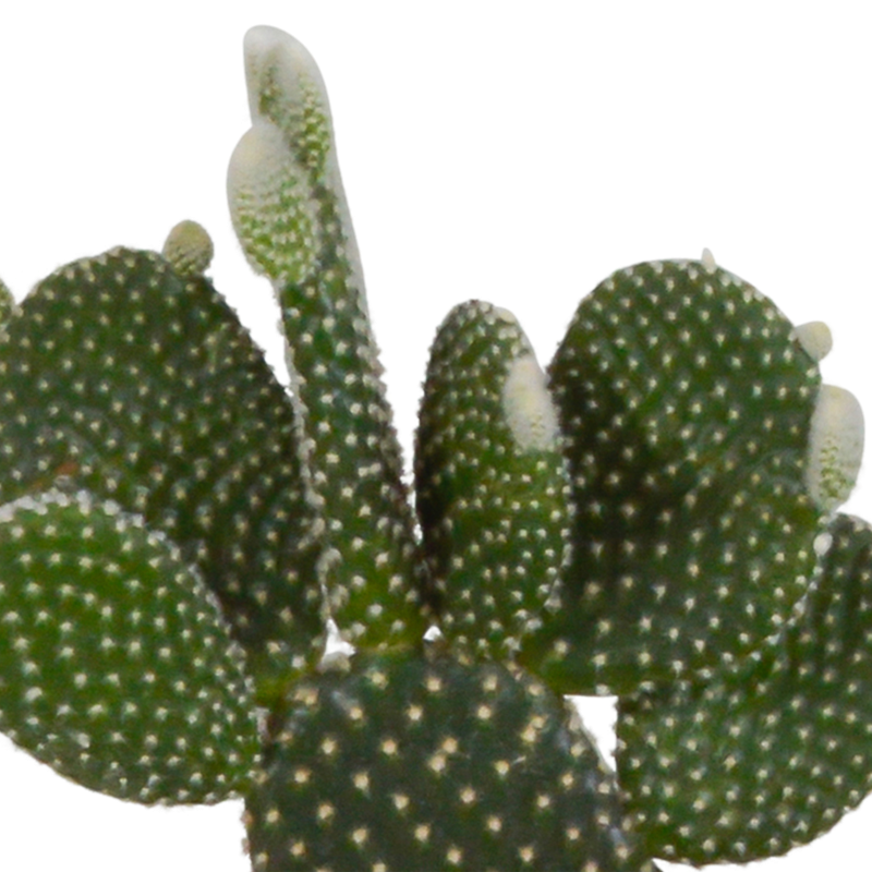 Cactus mix 10,5 cm in witte pot | 3 stuks - Afbeelding 4