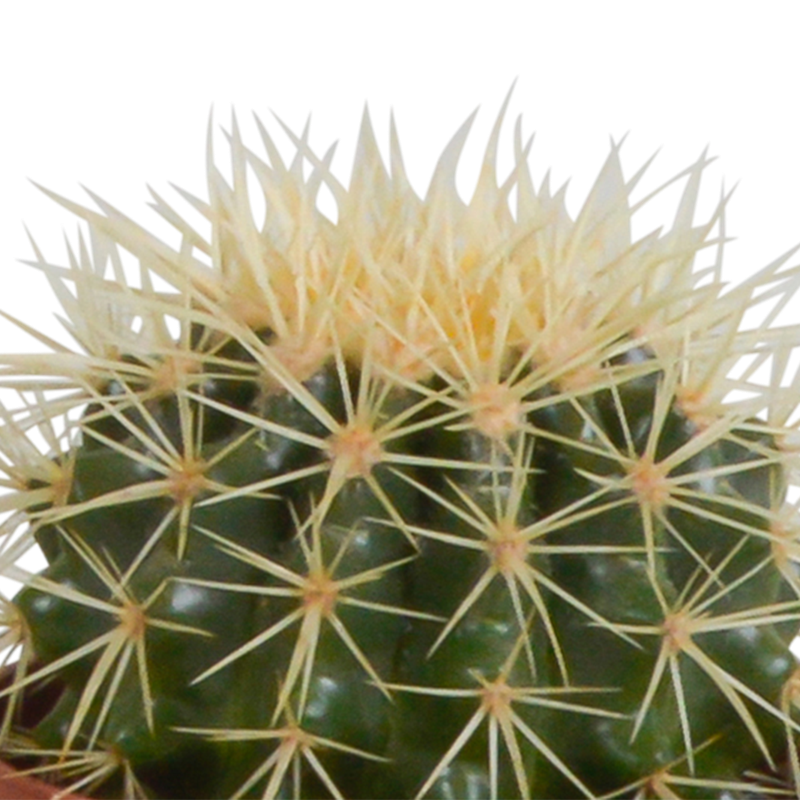 Cactus mix 10,5 cm in witte pot | 3 stuks - Afbeelding 6