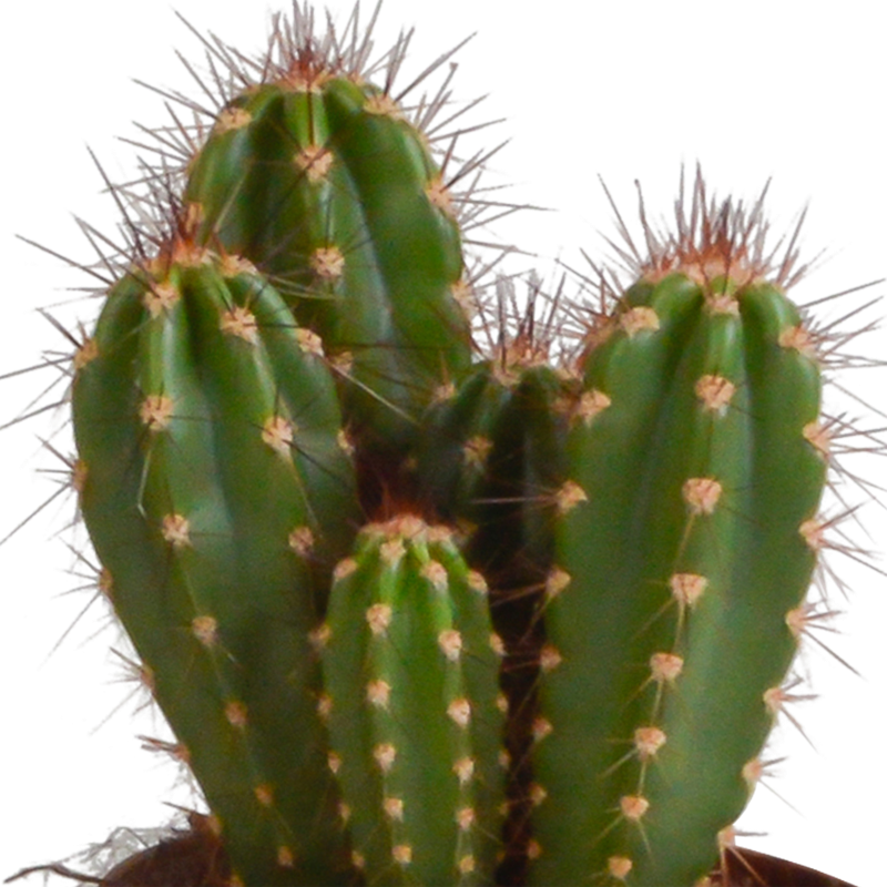 Cereus mix 10,5 cm | 3 stuks - Afbeelding 6