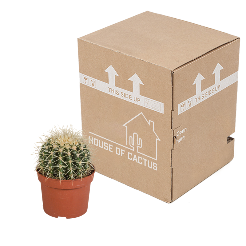 Echinocactus grusonii 12 cm - Afbeelding 4