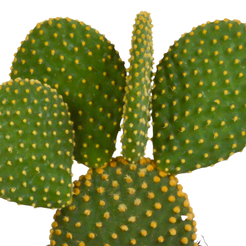 Opuntia microdasys 12 cm - Afbeelding 3