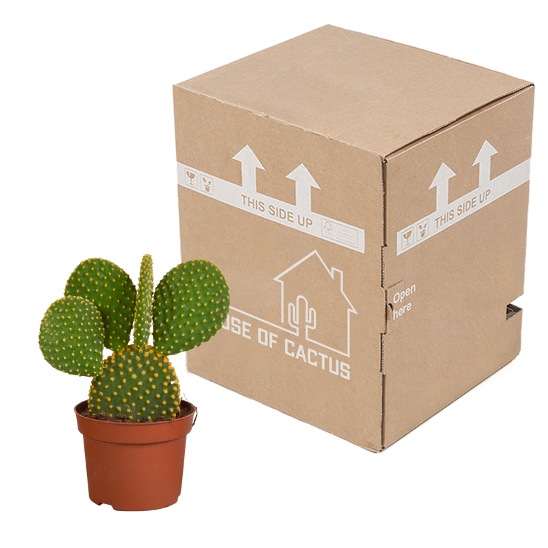 Opuntia microdasys 12 cm - Afbeelding 4