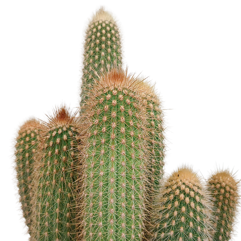 Vatricania guentheri 17 cm - Afbeelding 4