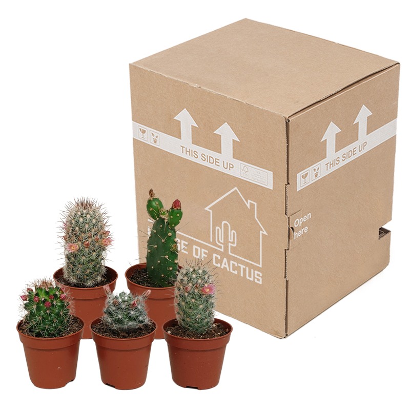 Bloeiende cactus mix 5,5 cm | 5 stuks - Afbeelding 3