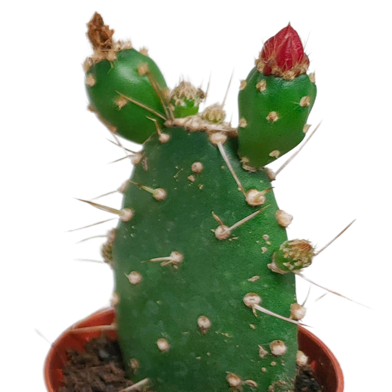 Bloeiende cactus mix 5,5 cm | 5 stuks - Afbeelding 4