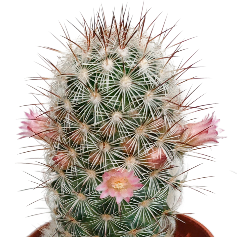 Bloeiende cactus mix 5,5 cm | 5 stuks - Afbeelding 5