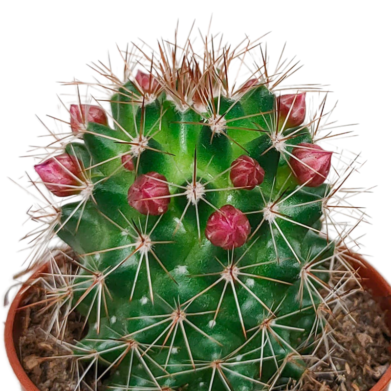Bloeiende cactus mix 5,5 cm | 5 stuks - Afbeelding 6