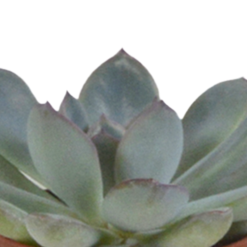 Vetplanten mix 5,5 cm | 5 stuks - Afbeelding 5