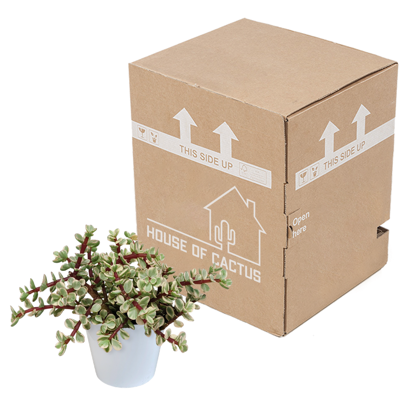 Portulacaria afra Variegata 10,5 cm in witte pot - Afbeelding 3