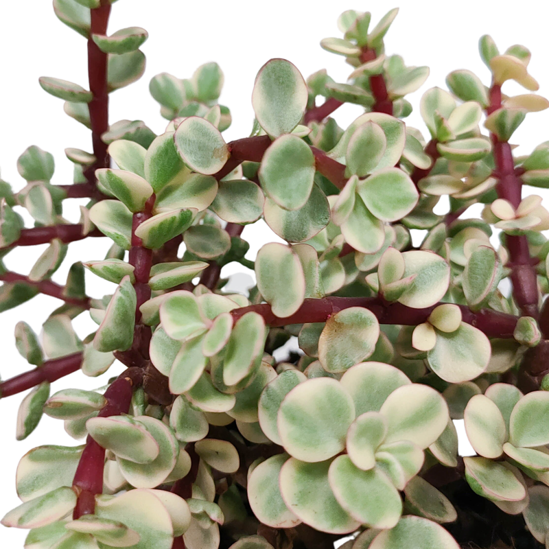 Portulacaria afra Variegata 10,5 cm in witte pot - Afbeelding 4