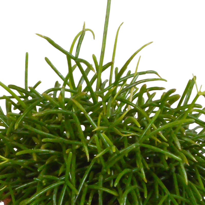 Rhipsalis baccifera Oasis 12 cm - Afbeelding 3