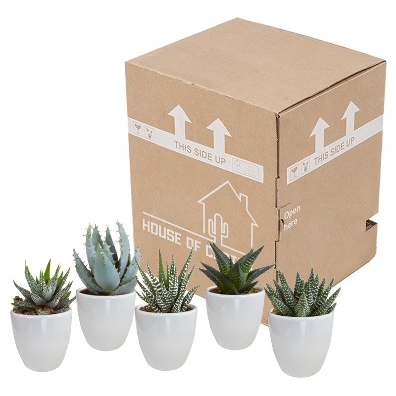 Gasteria/Haworthia mix 5,5 cm in witte pot | 5 stuks - Afbeelding 3