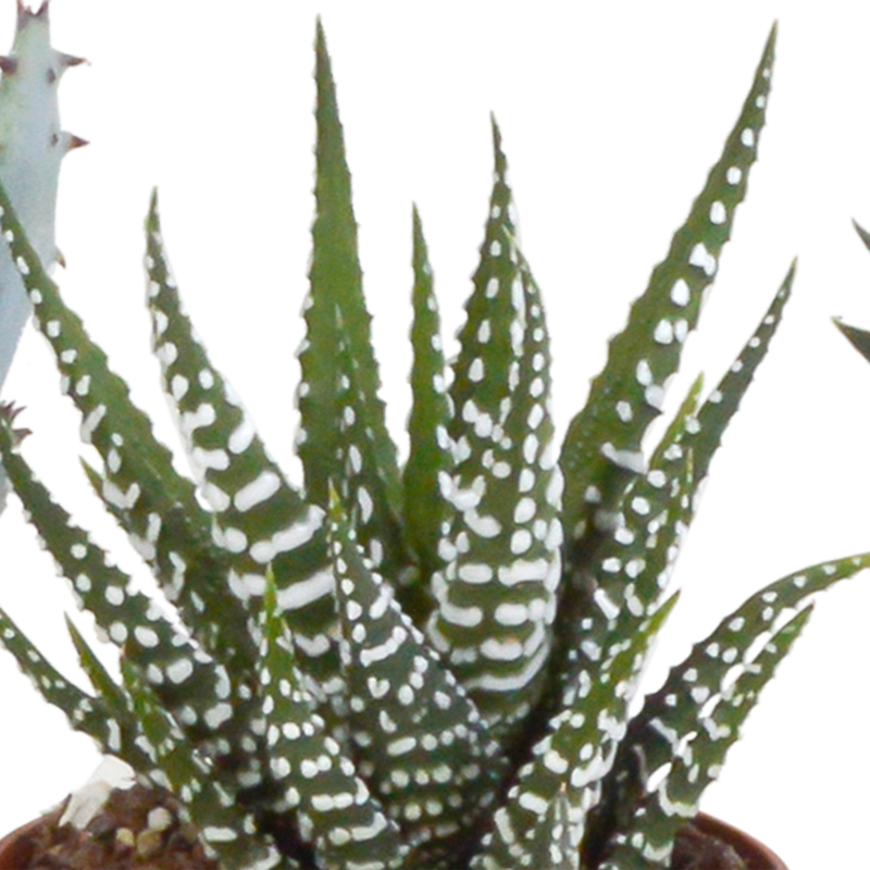 Gasteria/Haworthia mix 5,5 cm in witte pot | 5 stuks - Afbeelding 6