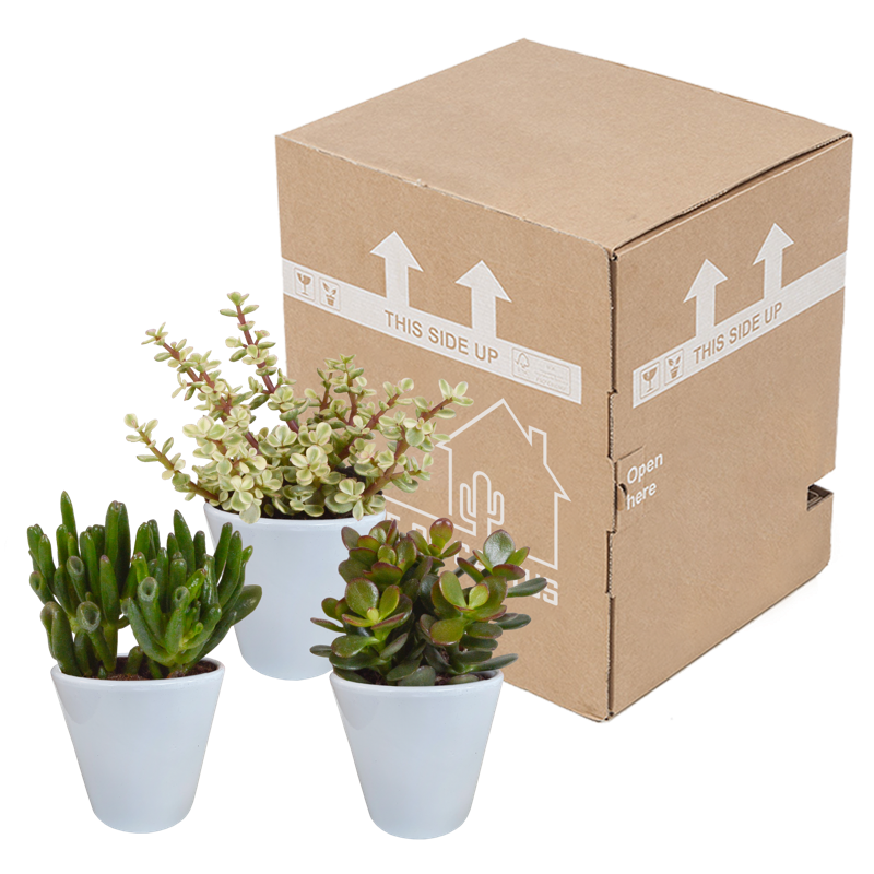 Crassula mix 8,5 cm in witte pot | 3 stuks - Afbeelding 3