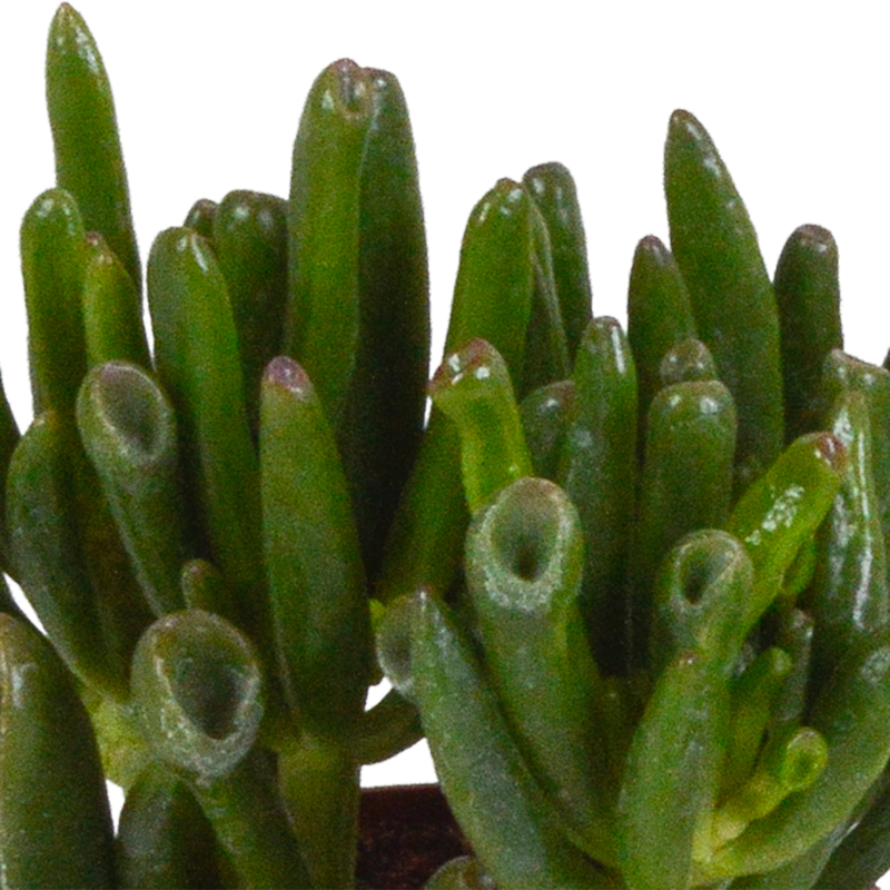 Crassula mix 8,5 cm in witte pot | 3 stuks - Afbeelding 4