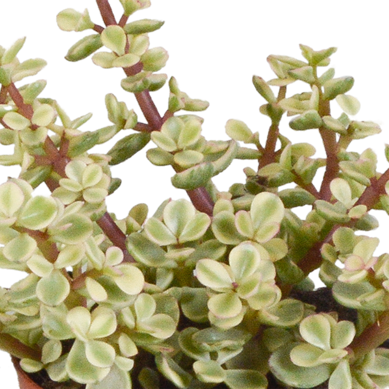 Crassula mix 8,5 cm in witte pot | 3 stuks - Afbeelding 5