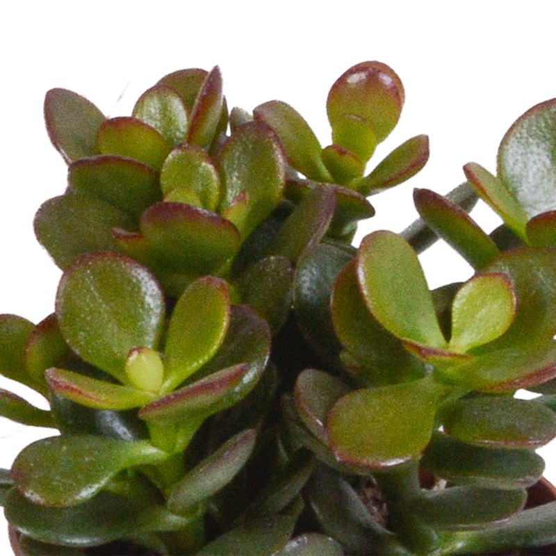 Crassula mix 8,5 cm in witte pot | 3 stuks - Afbeelding 6