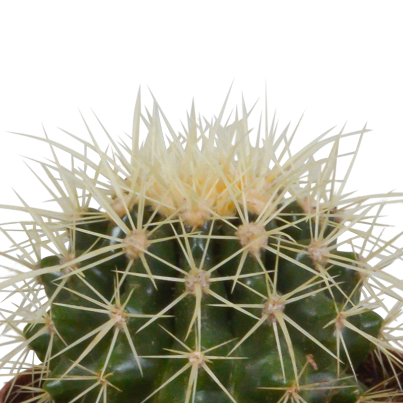 Bolcactus mix 8,5 cm in witte pot | 3 stuks - Afbeelding 4