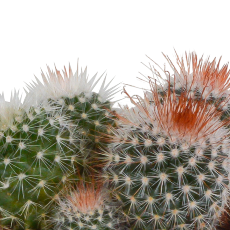 Bolcactus mix 8,5 cm in witte pot | 3 stuks - Afbeelding 5