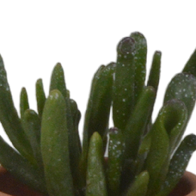 Vetplanten mix 5,5 cm in terracotta pot | 5 stuks - Afbeelding 6