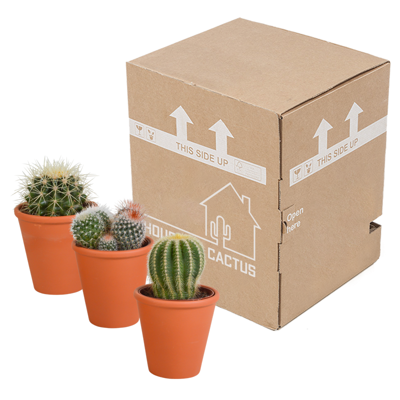 Bolcactus mix 8,5 cm in terracotta pot | 3 stuks - Afbeelding 3