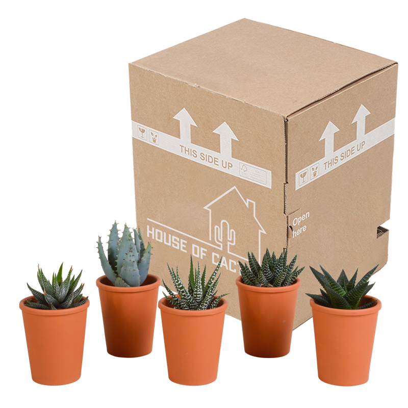 Gasteria/Haworthia mix 5,5 cm in terracotta pot | 5 stuks - Afbeelding 3