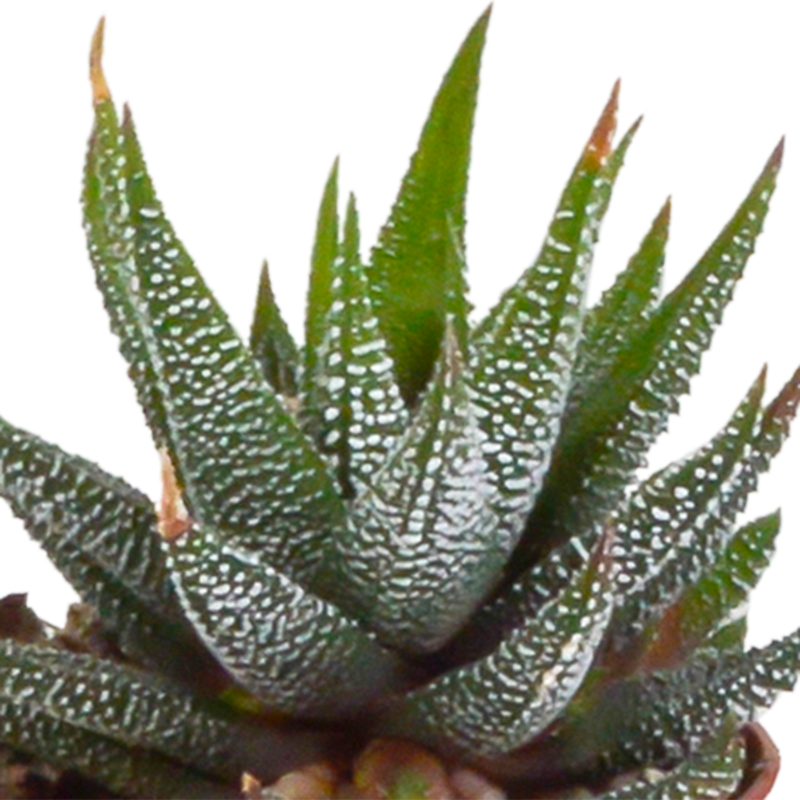 Gasteria/Haworthia mix 5,5 cm in terracotta pot | 5 stuks - Afbeelding 4