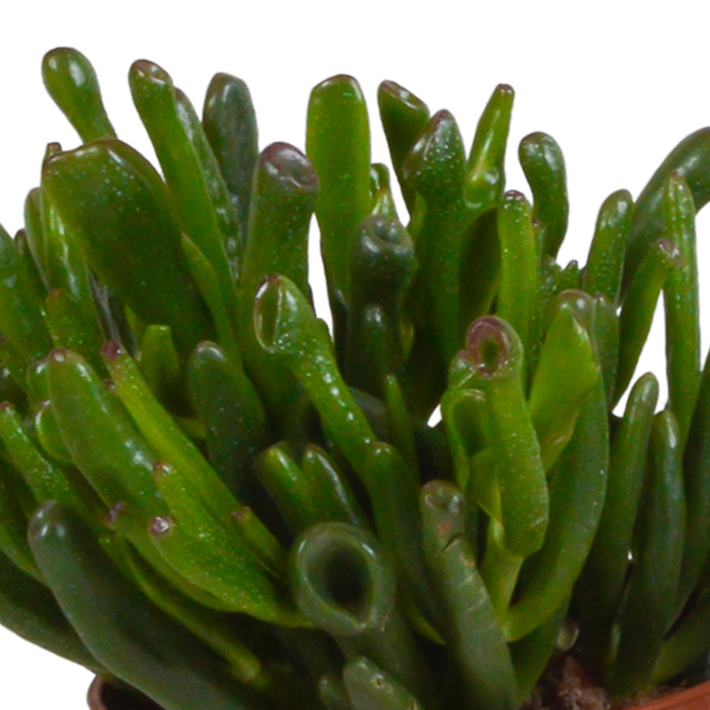 Crassula mix 10,5 cm in terracotta pot | 3 stuks - Afbeelding 4