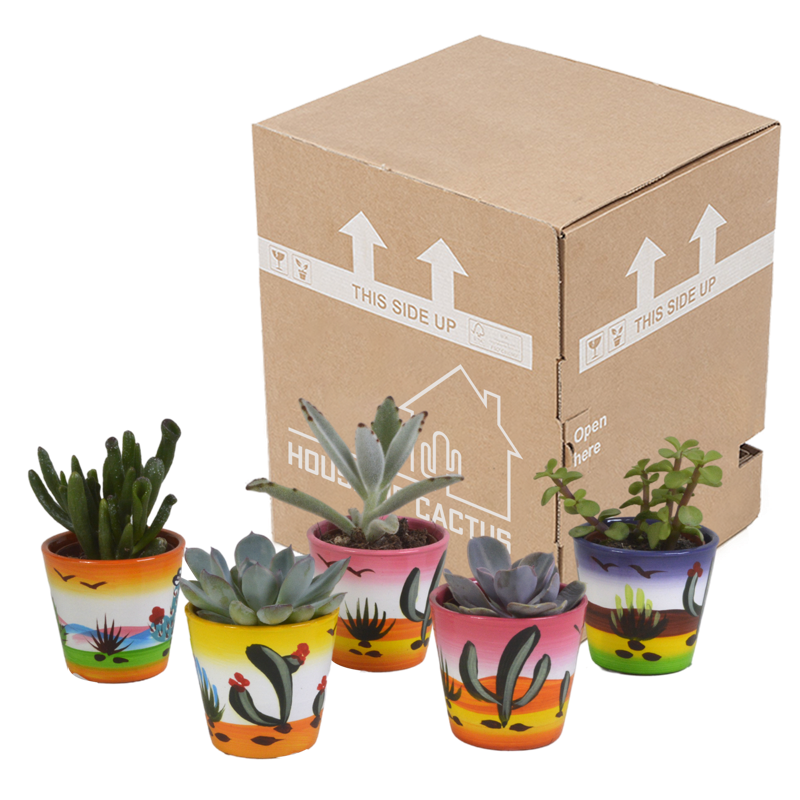 Vetplanten mix 5,5 cm in Mexicaanse pot | 5 stuks - Afbeelding 3