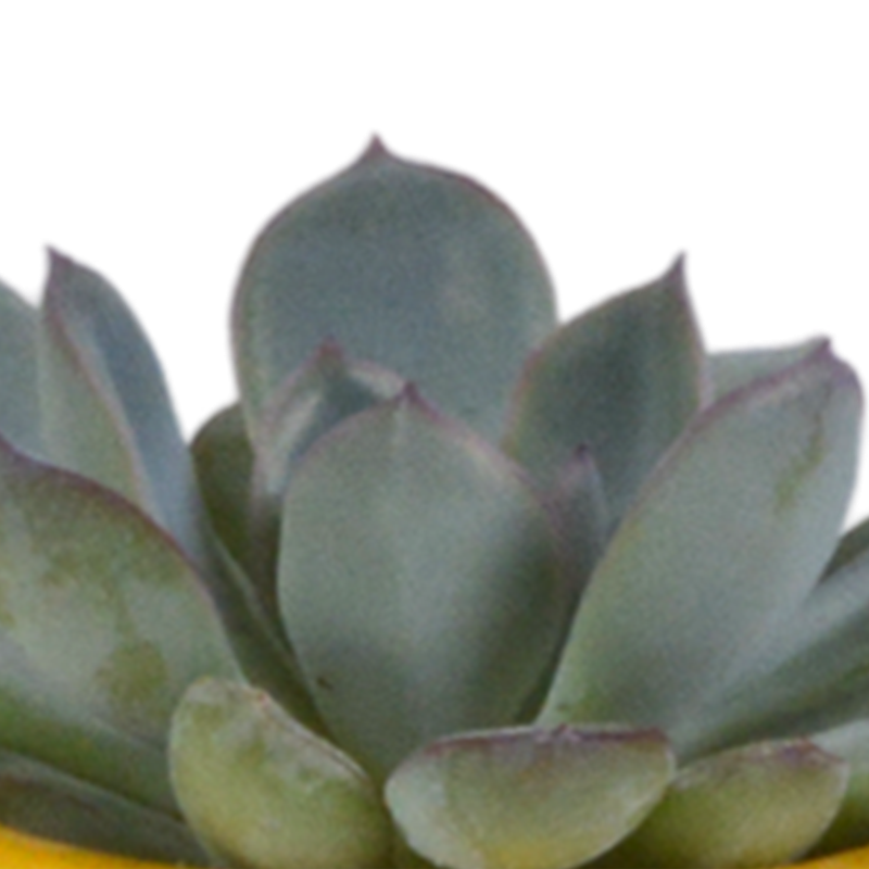 Vetplanten mix 5,5 cm in Mexicaanse pot | 5 stuks - Afbeelding 4