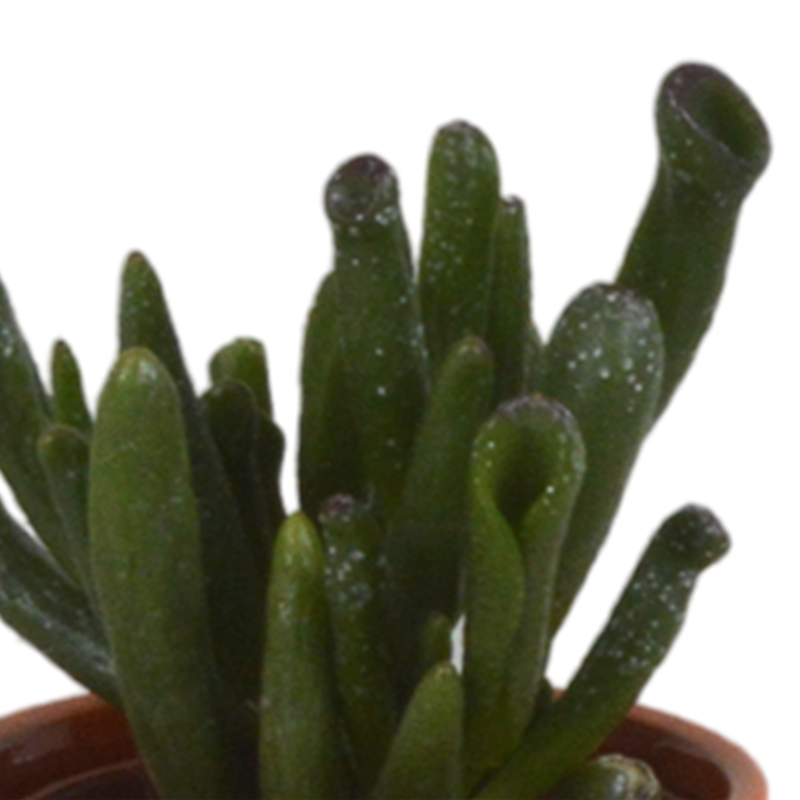 Vetplanten mix 5,5 cm in Mexicaanse pot | 5 stuks - Afbeelding 5