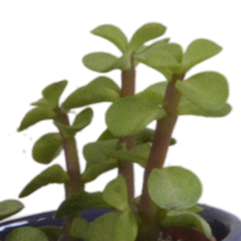 Vetplanten mix 5,5 cm in Mexicaanse pot | 5 stuks - Afbeelding 6