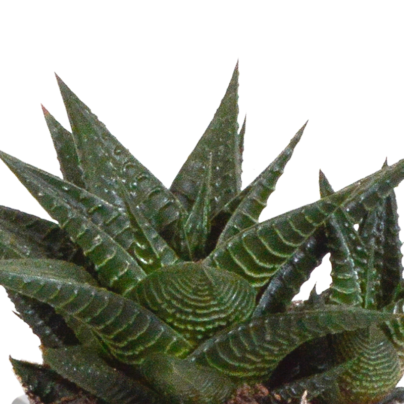 Gasteria/Haworthia mix 8,5 cm in Mexicaanse pot | 3 stuks - Afbeelding 4